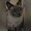kitty986